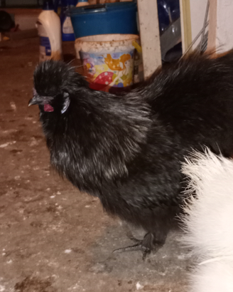 Gallo nero,corona argentata