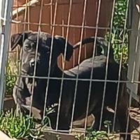 Cucciola di Cane Corso