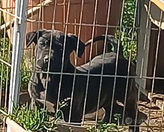 Cucciola di Cane Corso
