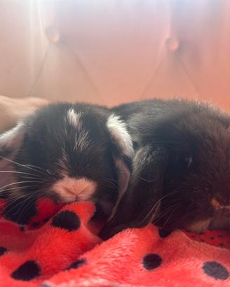 Cuccioli di coniglio ariete nano