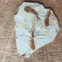 Fossile lycoptera