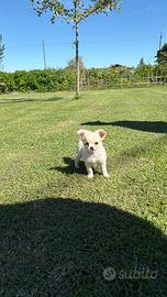 Cucciola di Chihuahua