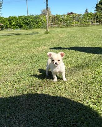 Cucciola di Chihuahua