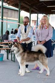 Cucciolata alaskan malamute in arrivo