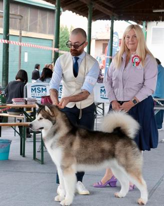 Cucciolata alaskan malamute in arrivo