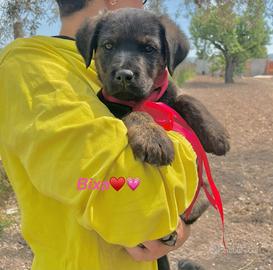 Mix pelo lungo coccolosi