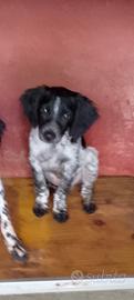 Cane da caccia