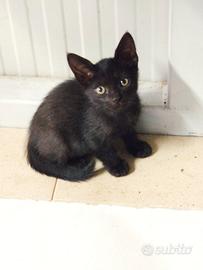 Cuccioli di gatto da amare