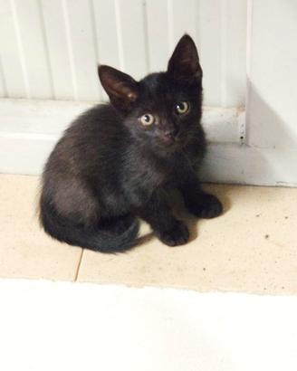 Cuccioli di gatto da amare