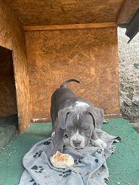 American bully cucciolo
