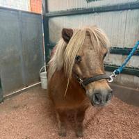 Pony shetland