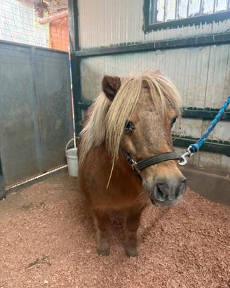 Pony shetland