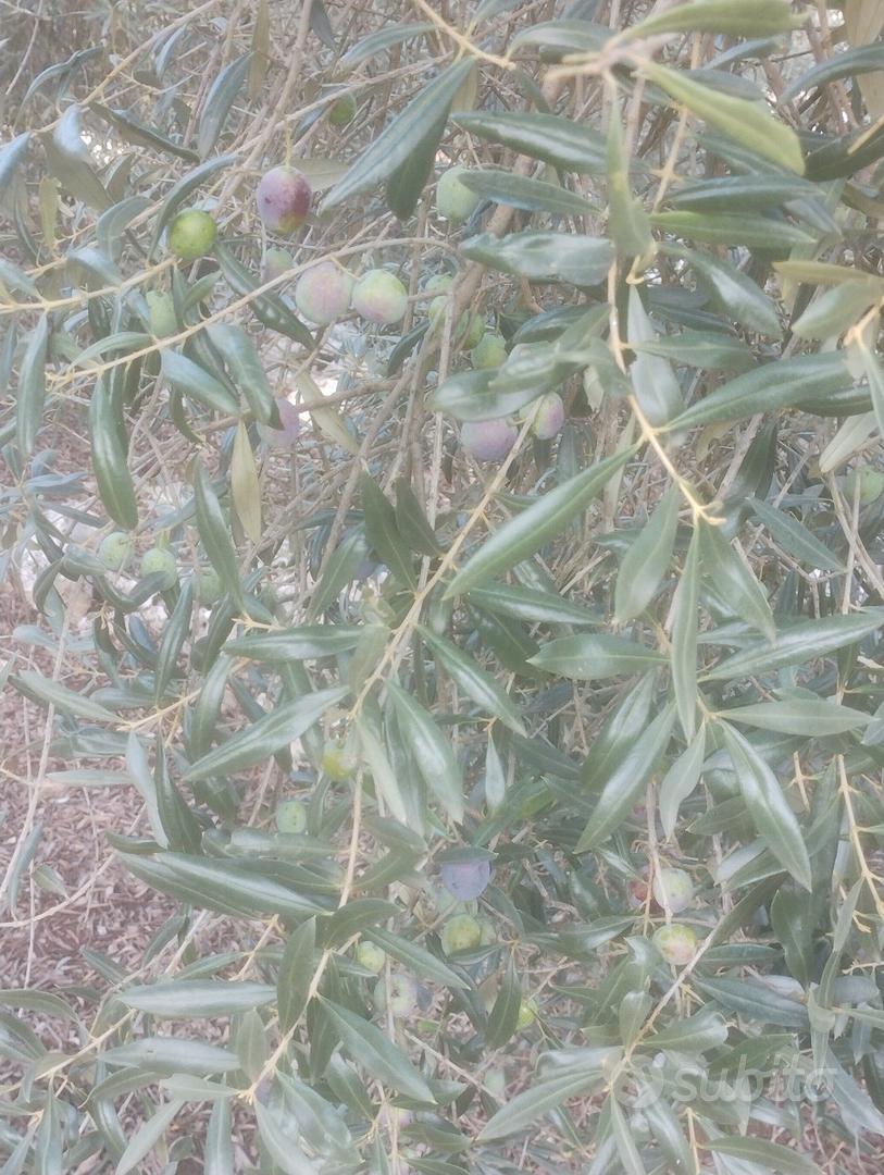Uliveto (100 piante) a Sonnino - Vista 4