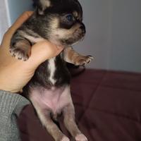 Chihuahua femmina toy