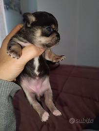 Chihuahua femmina toy