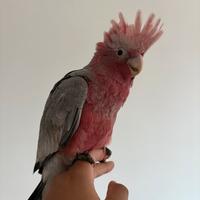 Baby cacatua roseicapilla pulli imbecco