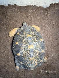 Radiata