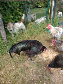 Gallo australorp