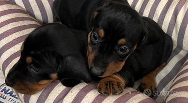 Cuccioli cuccioli cucciolo cuccioli