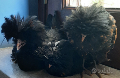 Galline di razza Padovane