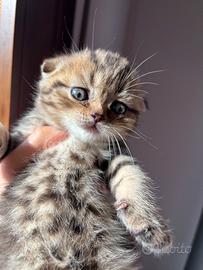Gattini