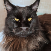 Accoppiamento maine coon