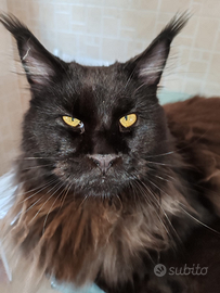 Accoppiamento maine coon