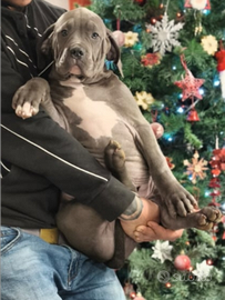 American Bully xl