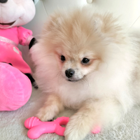 Cane cucciolo Spitz/Volpino di Pomerania nano