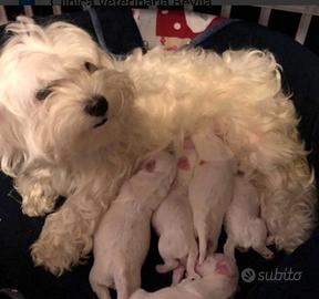 Due maltesi in adozione