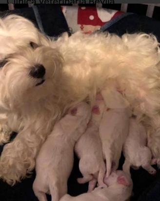 Due maltesi in adozione