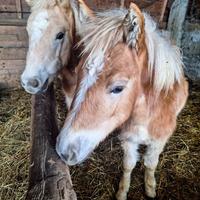 Puledri haflinger