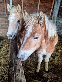 Puledri haflinger