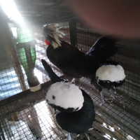 Galline pregiate ornamentali