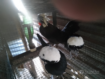 Galline pregiate ornamentali