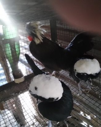 Galline pregiate ornamentali