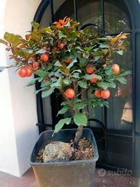bonsai prunus mirabello