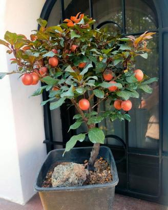 bonsai prunus mirabello