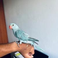 Parrocchetti allevato a mano