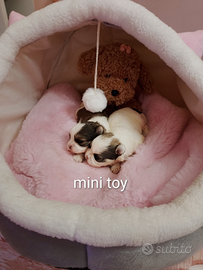 Maltipoo mini toy