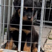 Rottweiler cucciola alta genealogia disponibile