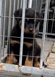 Rottweiler cucciola alta genealogia disponibile