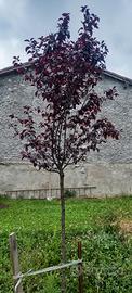 alberi 