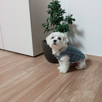 Maltese per accoppiamento