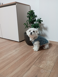 Maltese per accoppiamento