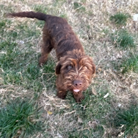 Incrocio bracco-lagotto da tartufi