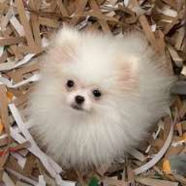 Spitz di Pomerania