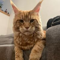 Main coon da accoppiamento