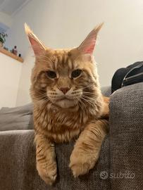 Main coon da accoppiamento