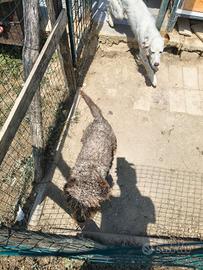 Lagotto da tartufo solo passaggio
